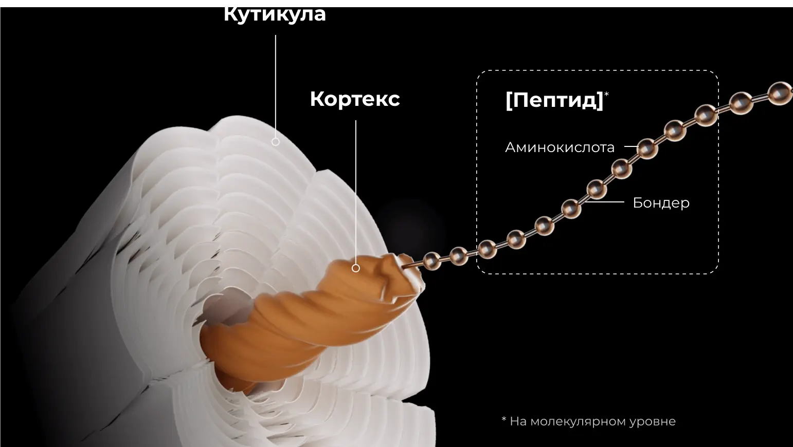 Строение волоса на молекулярном уровне